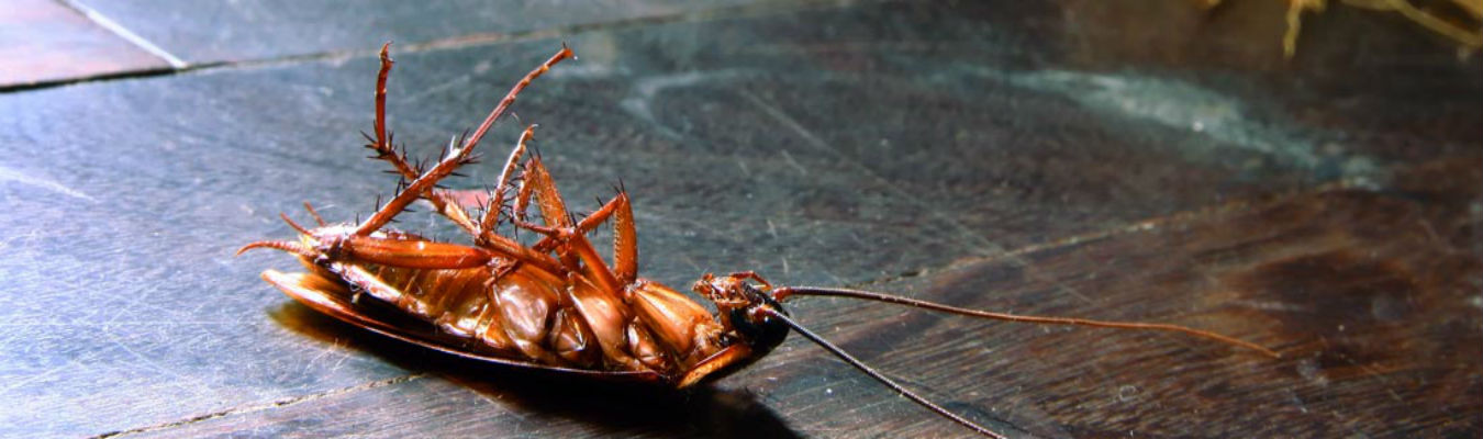 cockroach