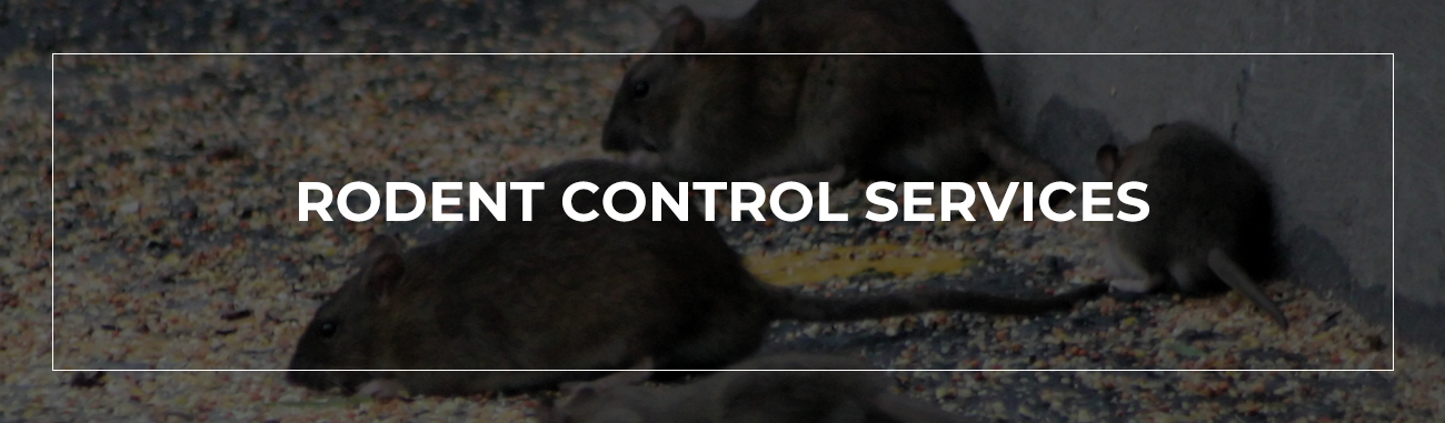 rodent-banner